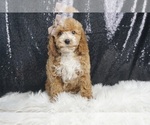 Puppy Capper AKC Poodle (Toy)