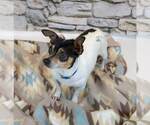 Small #3 Chihuahua Mix