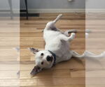 Small Photo #1  Puppy For Sale in , 