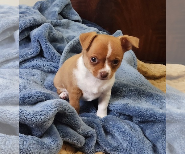Medium Photo #18 Chihuahua Puppy For Sale in RUSTBURG, VA, USA