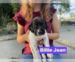 Puppy Billie Jean Pointer