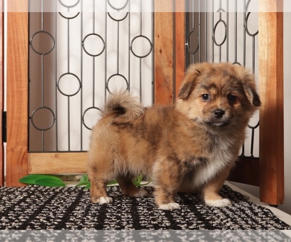 Medium Photo #4 Shorkie Tzu Puppy For Sale in NAPLES, FL, USA