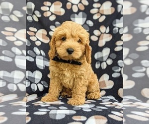 Cock-A-Poo-Poodle (Miniature) Mix Puppy for sale in PEACH BOTTOM, PA, USA
