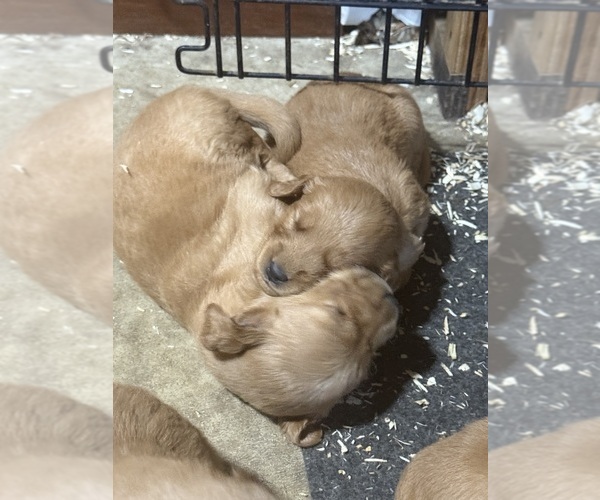Medium Photo #6 Golden Retriever Puppy For Sale in ROCHESTER, MN, USA