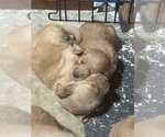 Small #5 Golden Retriever