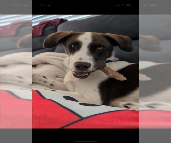 Medium Photo #1 Dalmatian-Siberian Husky Mix Puppy For Sale in Las Vegas, NV, USA