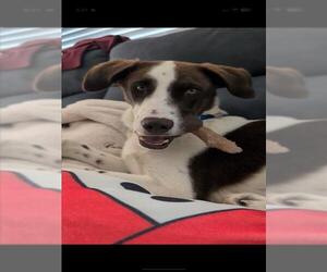 Dalmatian-Siberian Husky Mix Dogs for adoption in Las Vegas, NV, USA