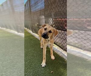 Anatolian Shepherd-Unknown Mix Dogs for adoption in Minneapolis, MN, USA