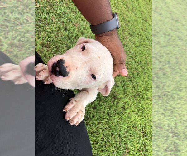 Medium Photo #1 Dogo Argentino Puppy For Sale in MC DONOUGH, GA, USA