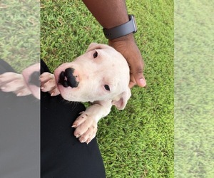 Dogo Argentino Puppy for sale in MC DONOUGH, GA, USA