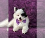 Small Photo #6 Pomeranian Puppy For Sale in KIRKWOOD, PA, USA