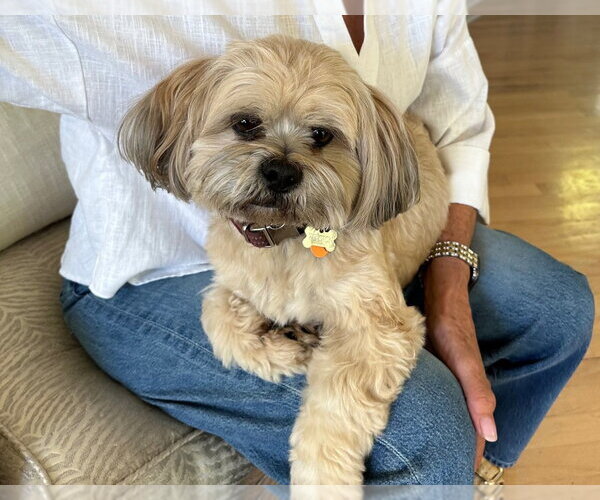 Medium Photo #2 Lhasa Apso-Unknown Mix Puppy For Sale in Andover, MN, USA