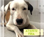 Small American Staffordshire Terrier Mix