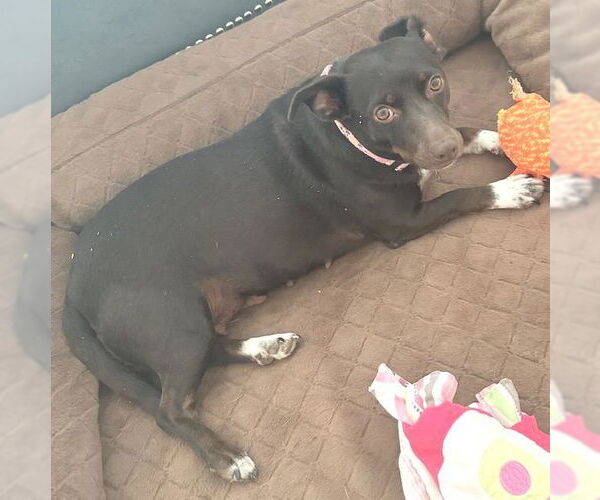 Medium Photo #2 Chiweenie Puppy For Sale in Los Angeles, CA, USA