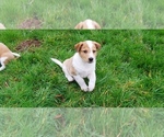 Small Photo #2 Cattle Collie Dog Puppy For Sale in BATTLE GROUND, WA, USA