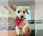 Ava - Female Jack Chi Dog for Adoption - Small photo