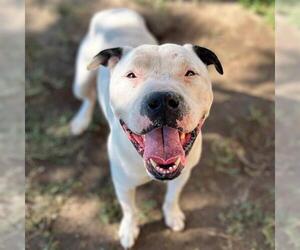 American Pit Bull Terrier Dogs for adoption in Modesto, CA, USA