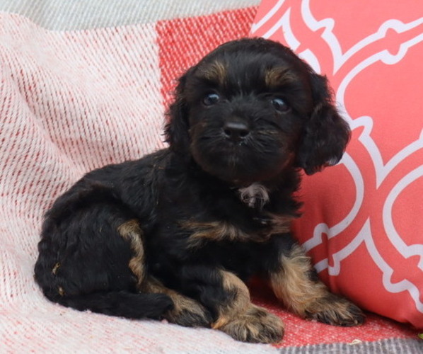Medium Photo #13 Cavapoo Puppy For Sale in THORP, WI, USA