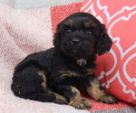 Small Photo #13 Cavapoo Puppy For Sale in THORP, WI, USA
