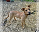 Small #2 Retriever  Mix