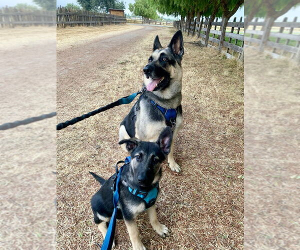 Medium Photo #2 German Shepherd Dog Puppy For Sale in West Sacramento, CA, USA