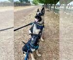 Small #1 German Shepherd Dog