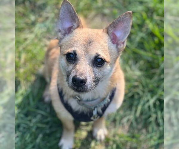 Medium Photo #2 Chiranian Puppy For Sale in Cranford, NJ, USA