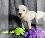 Small Labrador Retriever Mix