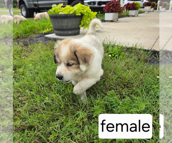 Medium Photo #6 Great Pyrenees Puppy For Sale in BOLIVAR, MO, USA