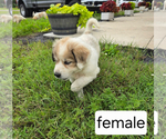 Small #5 Great Pyrenees