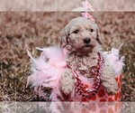 Small Photo #4 Goldendoodle Puppy For Sale in BARNESVILLE, GA, USA