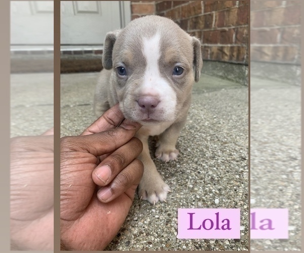 Medium Photo #9 American Bully Puppy For Sale in BURLESON, TX, USA