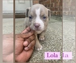Small Photo #9 American Bully Puppy For Sale in BURLESON, TX, USA
