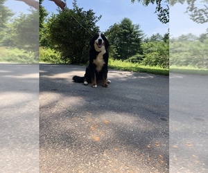 Mother of the Bernese Mountain Dog puppies born on 06/10/2019