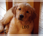 Small Photo #1 Golden Retriever Puppy For Sale in HAM LAKE, MN, USA