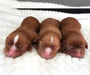 Cavalier King Charles Spaniel Litter for sale in CARLISLE, KY, USA