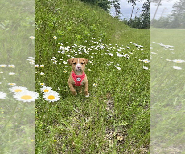 Medium Photo #2 Mutt Puppy For Sale in Bemidji, MN, USA