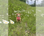 Small #1 Mutt