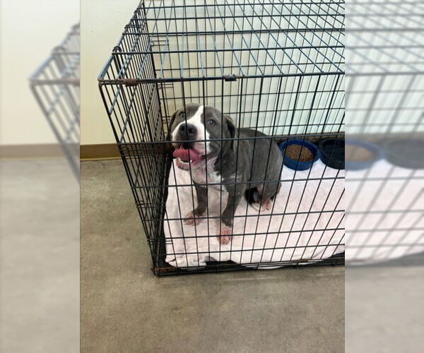 Medium Photo #1 Mutt Puppy For Sale in Texas City, TX, USA