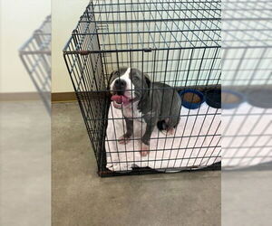 Mutt Dogs for adoption in Texas City, TX, USA