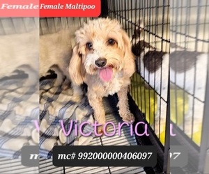 Mother of the Maltipoo puppies born on 07/24/2025