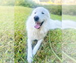 Small #9 Great Pyrenees