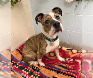 Bullboxer Pit Dogs for adoption in Brighton, CO, USA