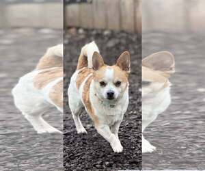Chihuahua-Unknown Mix Dogs for adoption in Sequim, WA, USA