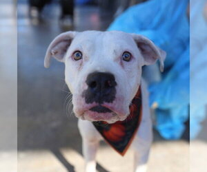 American Staffordshire Terrier-Unknown Mix Dogs for adoption in San Antonio, TX, USA