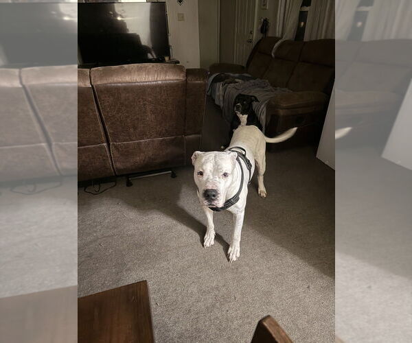 Medium Photo #4 American Pit Bull Terrier-Argentinian Mastiff Mix Puppy For Sale in Brewster, NY, USA