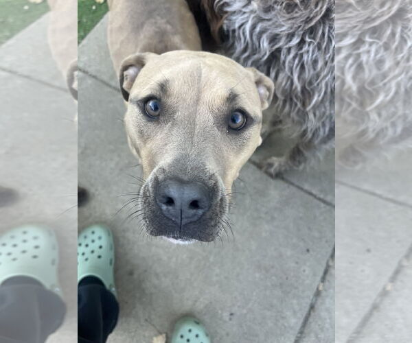 Medium Photo #11 American Bulldog-Unknown Mix Puppy For Sale in Princeton, MN, USA