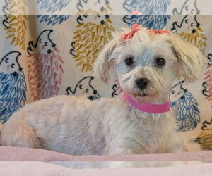 Maltese Dogs for adoption in Bon Carbo, CO, USA