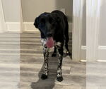 Small #6 Collie-Labrador Retriever Mix
