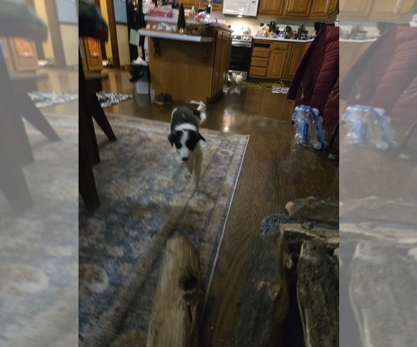 Medium Photo #3 Border Collie Puppy For Sale in LEBANON, MO, USA